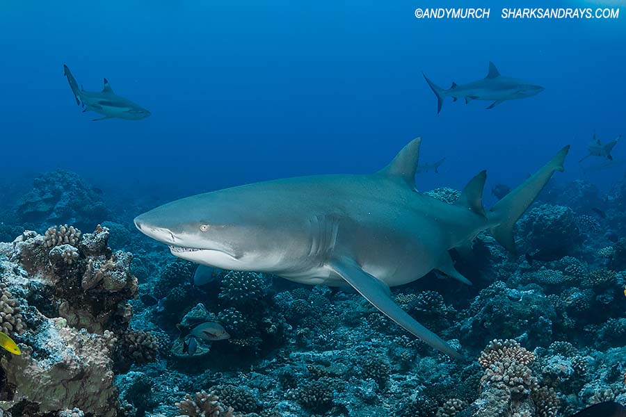 Lemon Shark